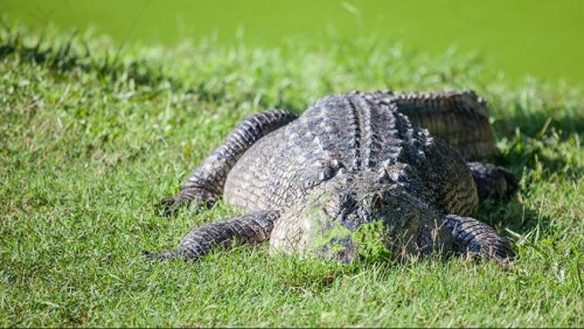 alligator. alert1 medical alert systems